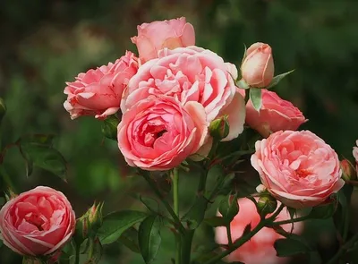 Отзыв о Саженец Мир роз \"Роза флорибунда Кимоно\" | Роскошная роза с  покладистым характером.