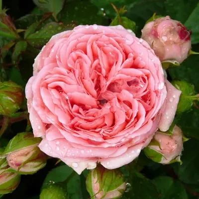 Роза «Кимоно» (флорибунда) - Питомник Веселый Садовник