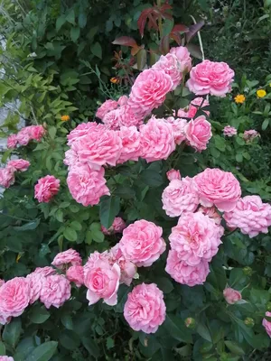 Кимоно роза - описание сорта, отзывы и советы по выращиванию | РозоЦвет