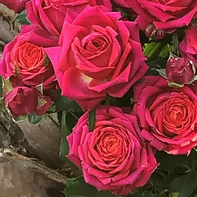 5 лет не знала, что моя роза - Кимоно. | Про розы, сад и путешествия | Дзен