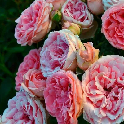 Роза флорибунда Кимоно купить по цене цена по запросу от питомника саженцев  и растений Центросад | Фото и консультация по уходу