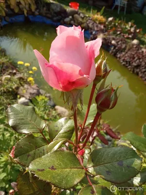 5 лет не знала, что моя роза - Кимоно. | Про розы, сад и путешествия | Дзен