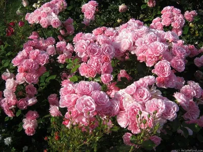 Саженцы роз Кимано дешево растения почтой
