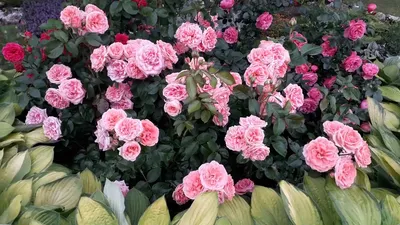 Роза \"Kimono\" купить в питомнике растений с доставкой по Самаре и Самарской  области, саженцы, выращивание, посадка и уход