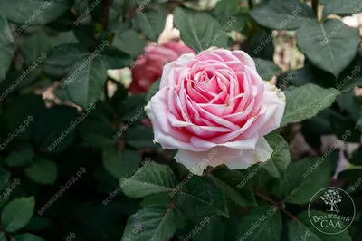 Роза Кинг Конг (ч.-гибрид,розов)