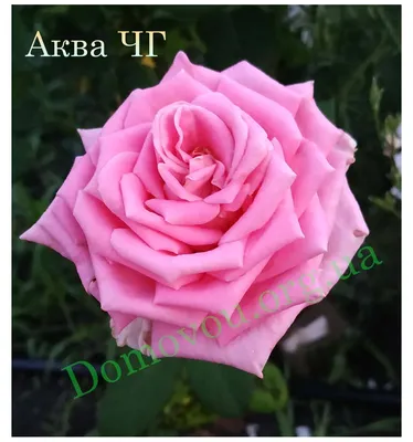 Роза Амалия, заказать в питомнике Флоракат в Белгороде