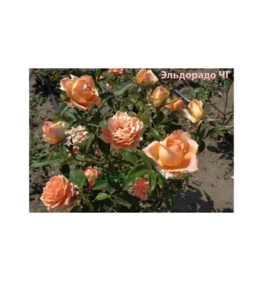 ✿ Роза чайно-гибридная Боинг 1 шт купить за 389 руб, доставка почтой,  оплата при получении