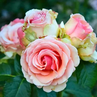 Роза чайно-гибридная Кинг Конг Садовита – купить оптом саженцы роз