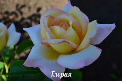 Саженцы чайно-гибридных роз Ранчо купить в Киеве: цена, отзывы, продажа |  ROZETKA