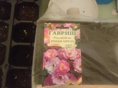 Крылья ангела | Рина Бо | Дзен
