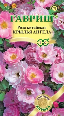 Роза китайская Крылья ангела- Angel Wings (Редкие) — Семена для Сибири