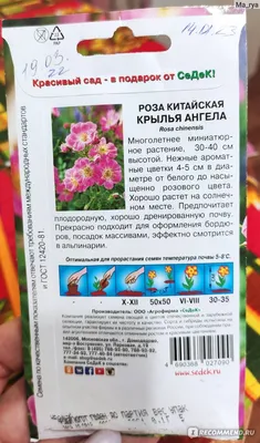 Роза \"Крылья Ангелов\" (50 семян).