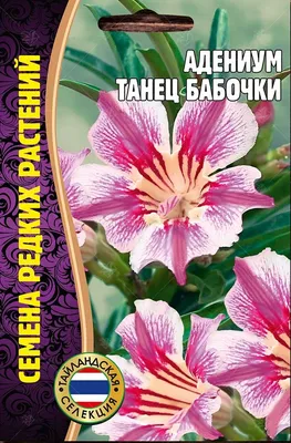 Роза китайская Крылья Ангела от компании СеДек - «Натоящая Роза из семян?  Это может каждый! Цветение в первый год! Бюджетно и красиво! » | отзывы