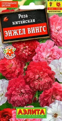 Роза китайская Энжел Вингс - Садовый центр «СадОК»