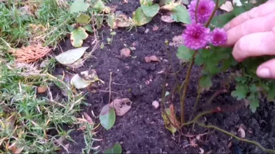 Роза полиантовая \"Ангeльская рoза\" комнатные цветы семена цветов 161044802  купить за 114 ₽ в интернет-магазине Wildberries
