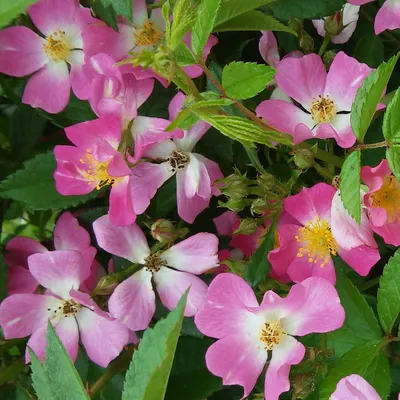 🌱 Пион молочноцветковый Vivid Rose по цене от руб: - купить в Москве с  доставкой - интернет-магазин Все Сорта