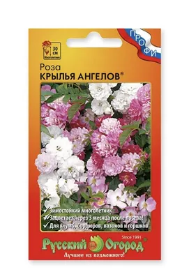 Роза китайская из семян - YouTube