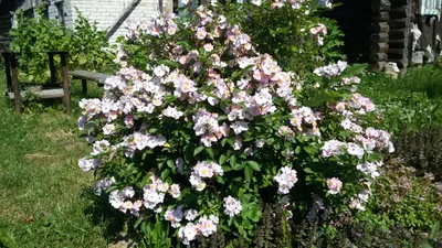 Роза Guirlande Rose (Гирлянд Роз) – купить саженцы роз в питомнике в Москве