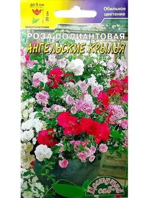 Роза ангела в саду - 58 фото
