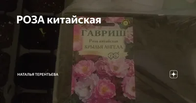 РОЗА КИТАЙСКАЯ КРЫЛЬЯ АНГЕЛОВ 20 ШТ престиж | Агрофирма «ФЛОС»