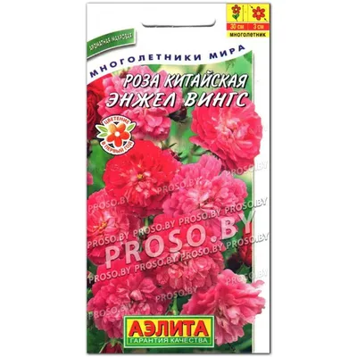 Купить семена Роза китайская (Rosa chinensis) Angel Wings в интернет  магазине с доставкой недорого - Интернет-магазин «СЕМЕНА ТУТ»