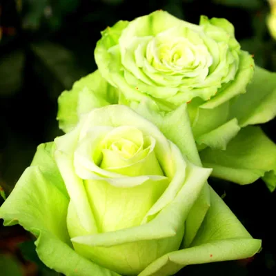 ЧАЙНО-ГИБРИДНАЯ РОЗА КИВИ: купить саженцы чайно-гибридной розы киви почтой  | PLOD.UA