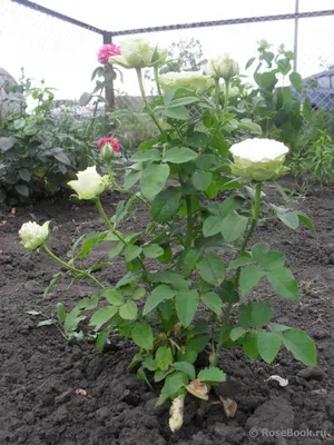 Роза Киви 40 см желто-зеленого оттенка | купить недорого | доставка по  Москве и области | Roza4u.ru