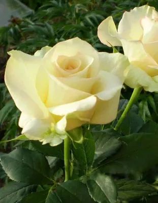Цветы и всё для выращивания цветов : Роза Дона Соль