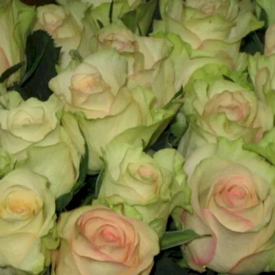 101 салатовая роза Киви | купить недорого | доставка по Москве и области |  Roza4u.ru