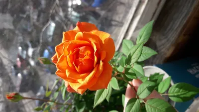 Роза киви (68 фото) »
