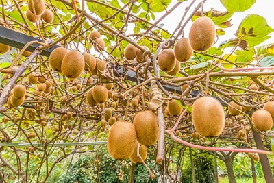 Подарочная роза из банановой пастилы с клубничными фрутсами и сушеного киви  в виде лепестков SOVA candies SOVA candies купить в Украине с доставкой |  Цена: 130 грн - Foody