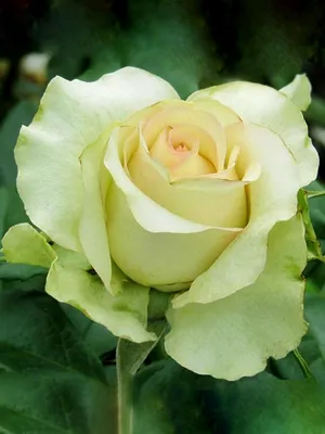 Саженцы розы чайно-гибридной Киви (Kiwi) (ID#1548815927), цена: 120 ₴,  купить на Prom.ua