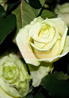 51 желто-зеленая роза Киви | купить недорого | доставка по Москве и области  | Roza4u.r