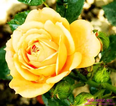 Роза Клементина (Clementine) Мелкоцветковая купить в Украине с доставкой |  Цена в Svitroslyn.ua