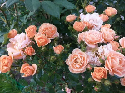 Роза спрей Эприкот Клементина – купить в питомнике по цене 366 ₽