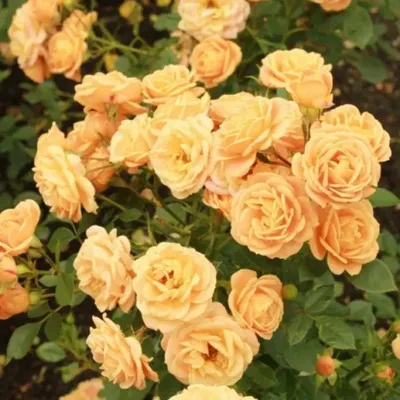 Роза миниатюрная Клементина ОКС купить за 530 р. в садовом центре АСТ  Медовое