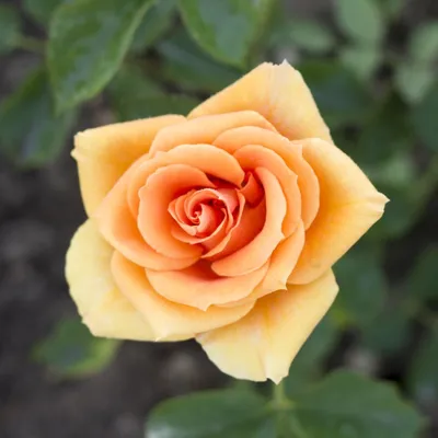 Роза Clementine - Rosen Tantau (Германия) - купить online | Магазин «Мой  Сад»