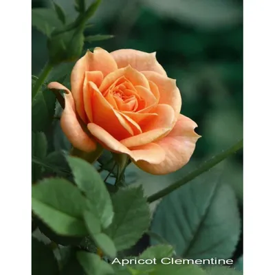 Роза миниатюрная Chili Clementine (Чили Клементина) 690 руб. AGRO48354