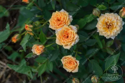 Роза спрей Эприкот Клементина – купить в питомнике по цене 366 ₽