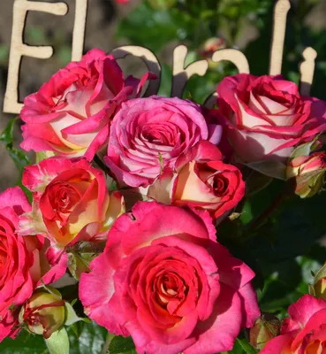 Клементина - характеристики розы, преимущества и недостатки сорта | РозоЦвет