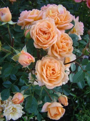 Роза мини-спрей Clementine (Клементина) (ID#1533076099), цена: 95 ₴, купить  на Prom.ua