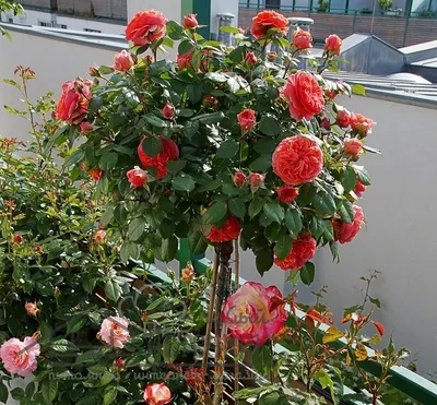 Купить саженцы Роза спрей Чили Клементина с доставкой! | Florali-Flor