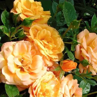 Роза миниатюрная Эприкот Клементина (Apricot Clementine) - Розы Миниатюрные  - Розы в пакетах - Каталог - LandSad.ru
