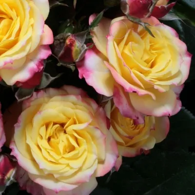Роза Чили климентина | Чудеса Саду — Саджанці та добрива