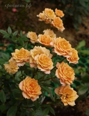 Роза Априкот Клементина (Apricot Clementine) Бордюрная: саженцы роз, более  400 сортов роз, розы в контейнере, питомник саженцев роз, розы от  производителя. доставка по всей Украине. качественные саженцы, рассада и  саженцы цветов от \"