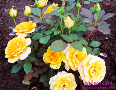 Роза миниатюрная Пич Клементина C4 купить за 950 р. в садовом центре АСТ  Медовое