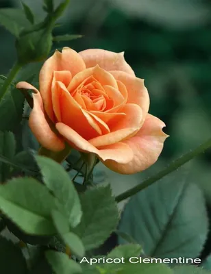 Купить саженцы Роза миниатюрная Чили Клементина от Braca Topalovic, 5841