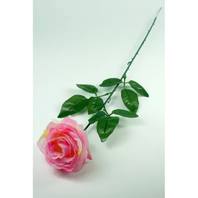 Климентина - уникальная чайно-гибридная роза с потрясающей судьбой - YouTube