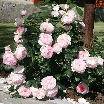 Роза английская \"Клэр Роуз\" (\"Claire Rose\") | \"Кедр\" Питомник растений в СПб