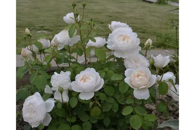 Роза английская Клер Роуз – купить в питомнике Дирижер Сада